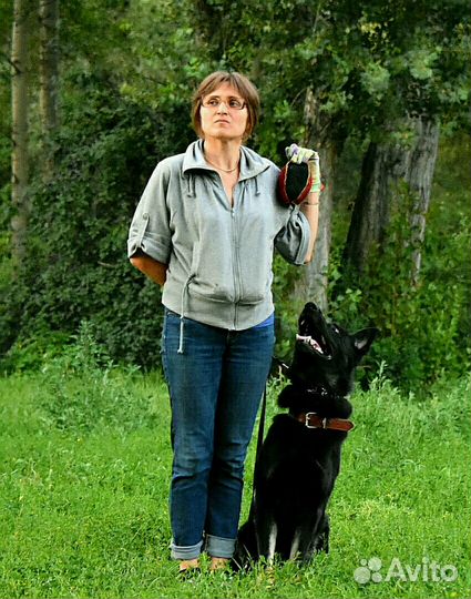 Дрессировка собак