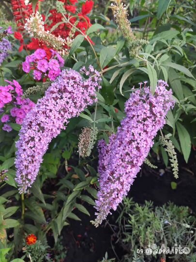 Саженцы Буддлея Давида