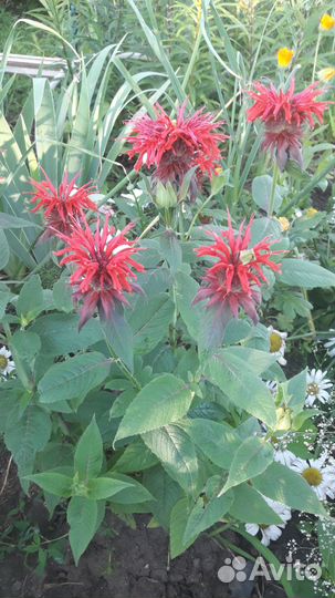 Цветы садовые многолетники разные, Солнечный-2