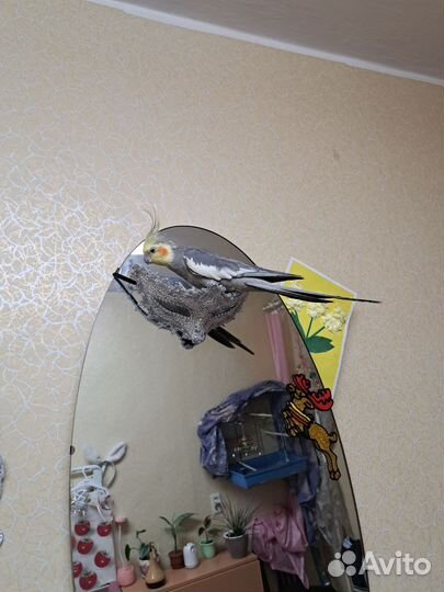 Попугай корелла с клеткой