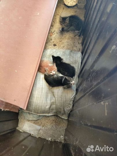 Котята в добрые руки
