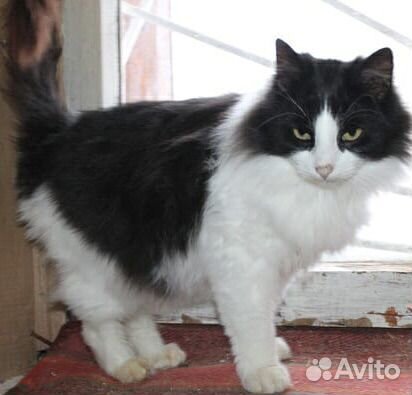 Породистый красавец Тишка в добрые руки