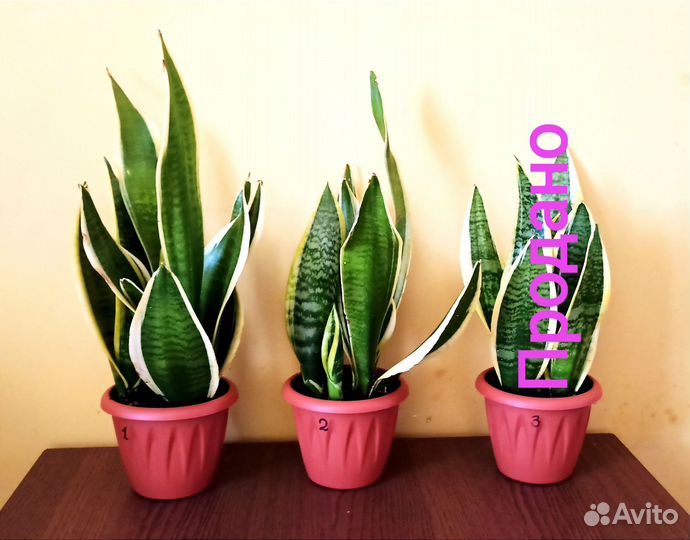 Сансевиерия Лауренти Компакта