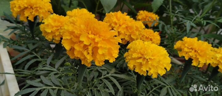 Продается Рассада: помидор, огурцов, перцев, клубн