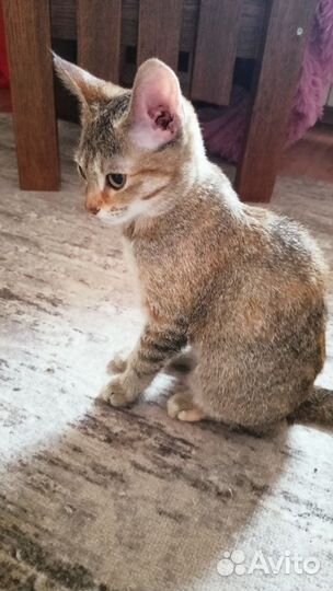 Котенок девочка бесплатно