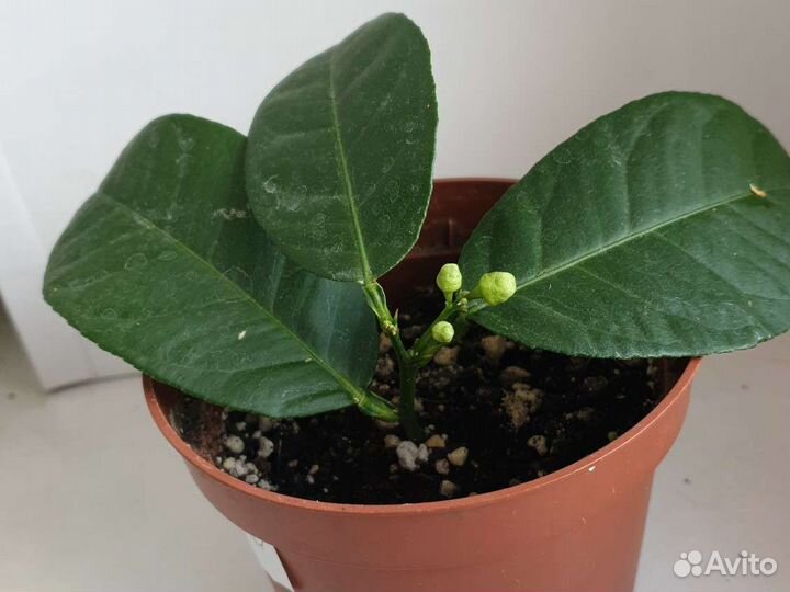 Цитрусовые растения