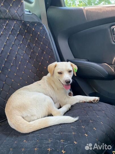 Собаки бесплатно в добрые руки