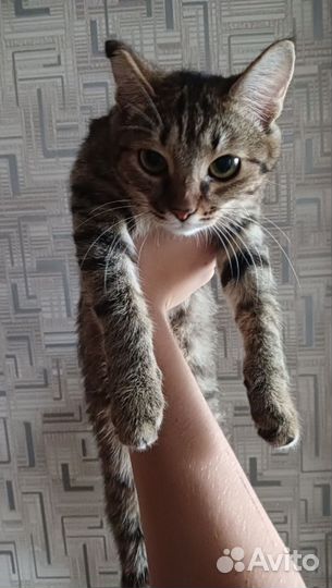 Кошка