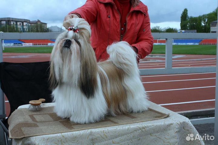Стрижка собак и кошек любых пород