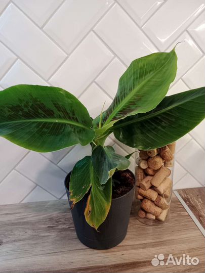 Банан Кавендиш