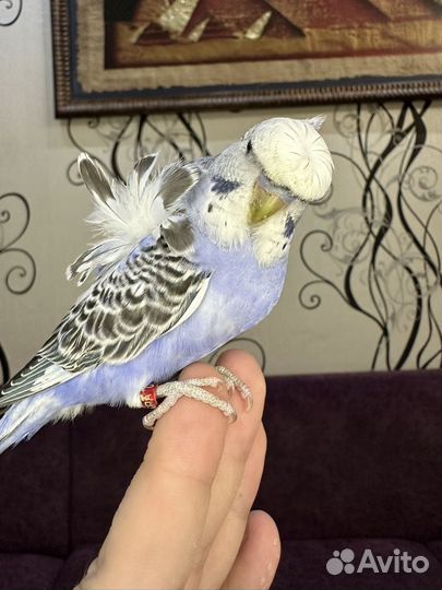 Хагоромо волнистые попугаи