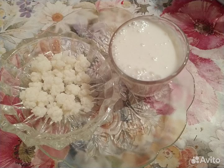 Кефирный тибетский молочный гриб. Бул. Комарова