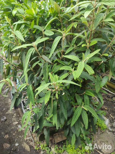 Красивоцветущие редкие растения. Розница и опт