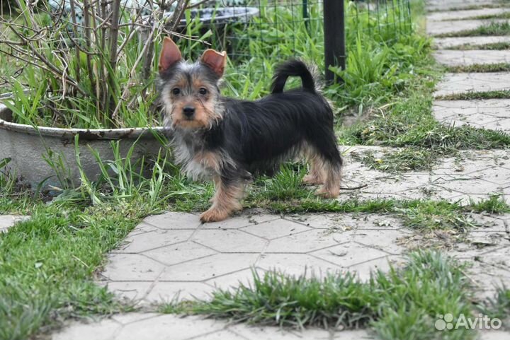 Щенки Австралийского Шелковистого (Силки) терьера