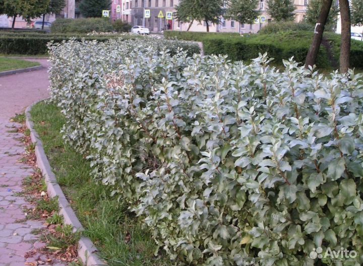 Лох серебристый