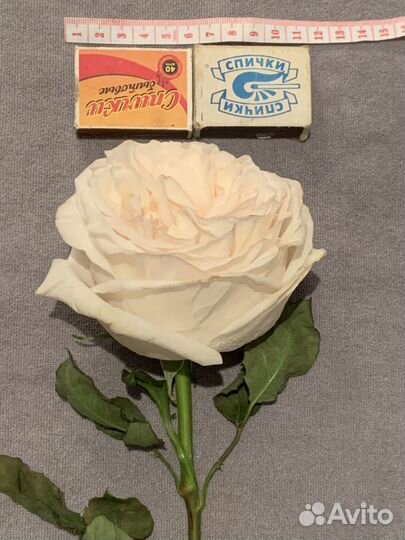 Розы премиум Букет Доставка