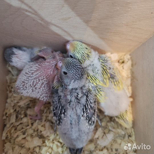 Птенцы волнистый попугай