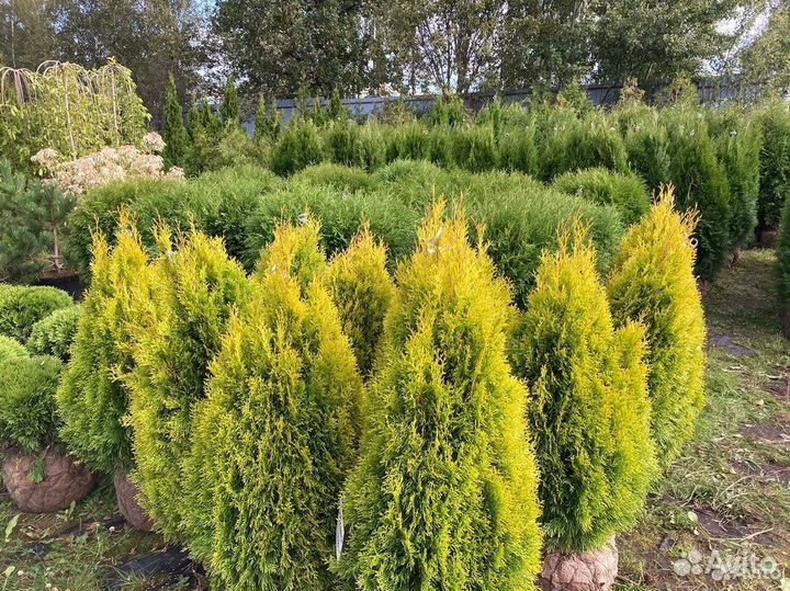 Саженцы Туя Смарагд 180 см