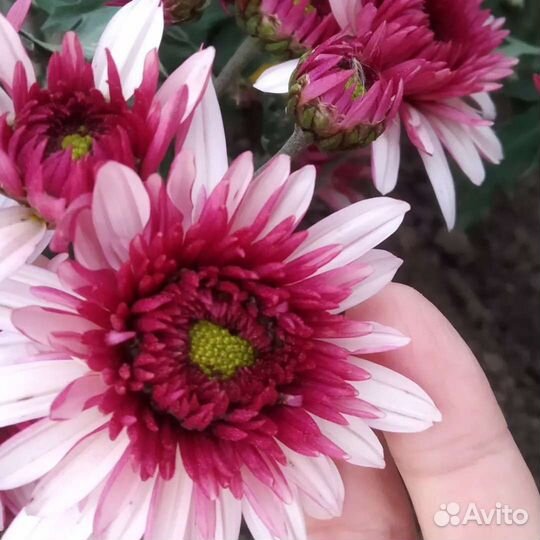 Хризантема веточная срезочная