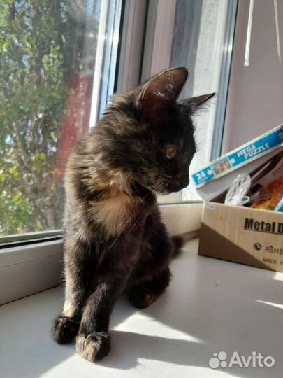 Котенок