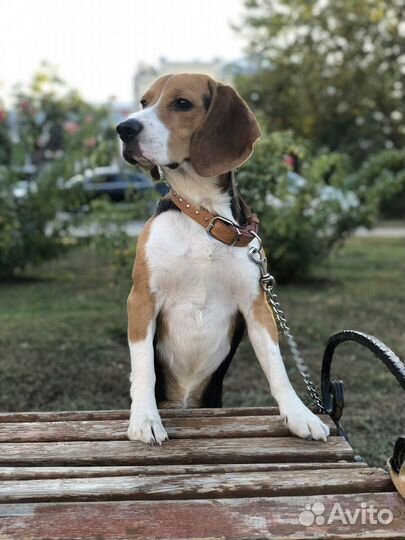 Бигль вязка