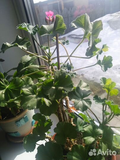 Декабрист белый