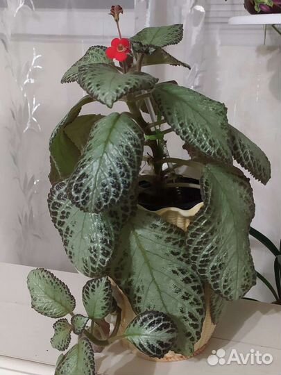 Комнатные цветы