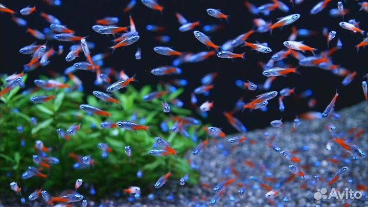 Неон голубой и большое количество других рыб