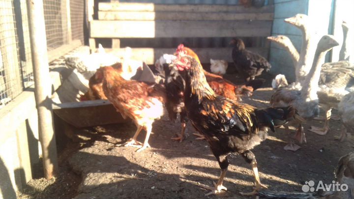 Гуси, молодые петушки