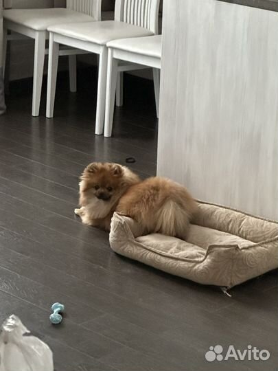 Померанский шпиц мини