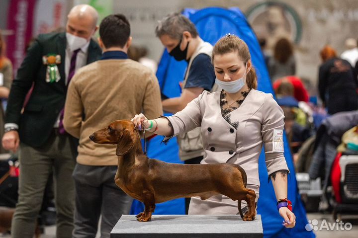 Услуги хендлера