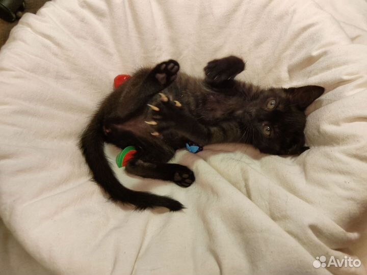 Черный котенок в добрые руки