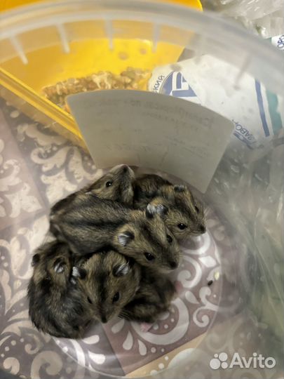 Джунгарские хомячки