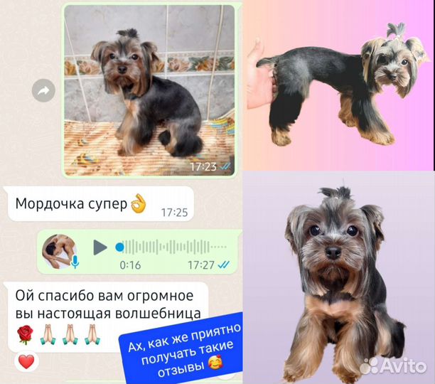 Стрижка собак, груминг, уход, Йорк, Чихуа, Ши-тцу