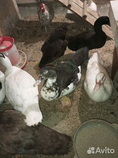 Молодые селезни индоутки на племя