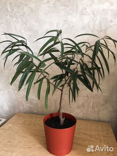 Фикус узколистный Али