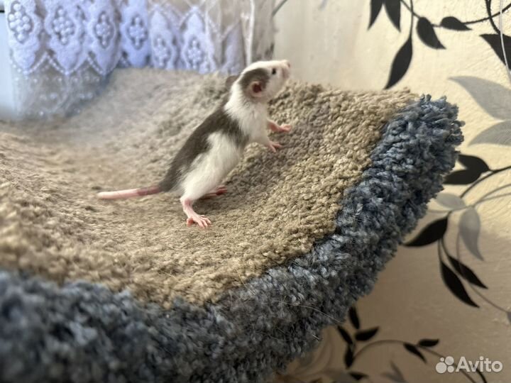 Крыса дамбо