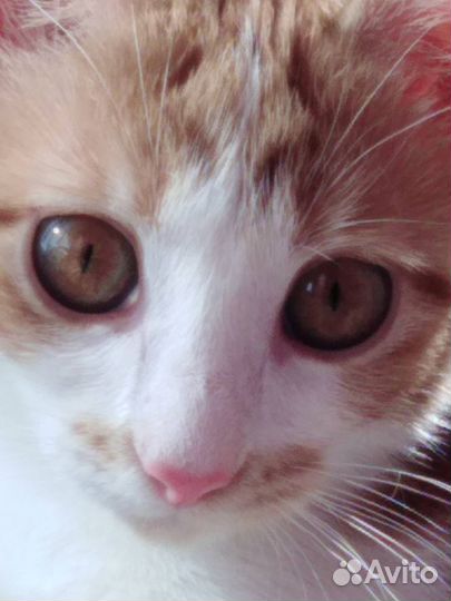 Красавица и озорница Леся ищет дом