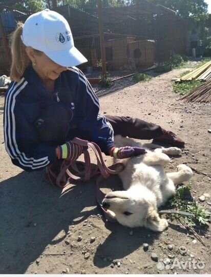 Щенок в добрые руки