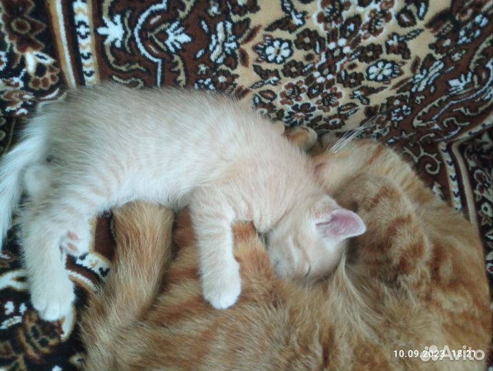 Котенок в дар