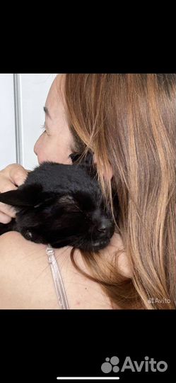 Передержка котов / кошек на время отпуска