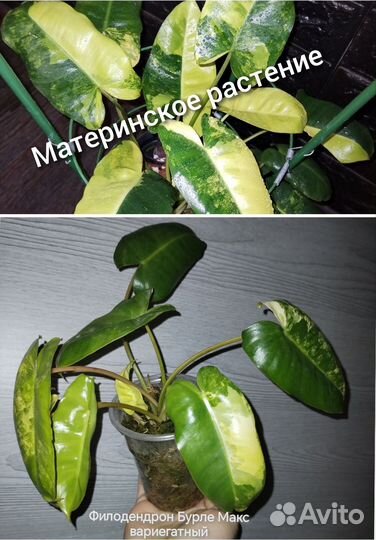 Комнатные растения