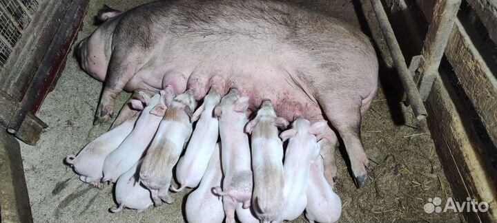 Поросенок ландрас