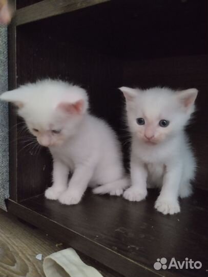 Котята мейн-кун