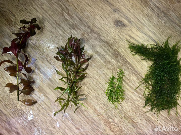 Аквариумные растения