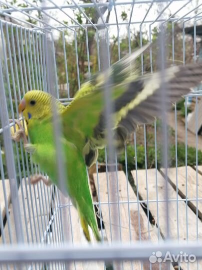 Волнистый попугай