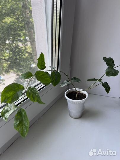 Комнатный жасмин самбак