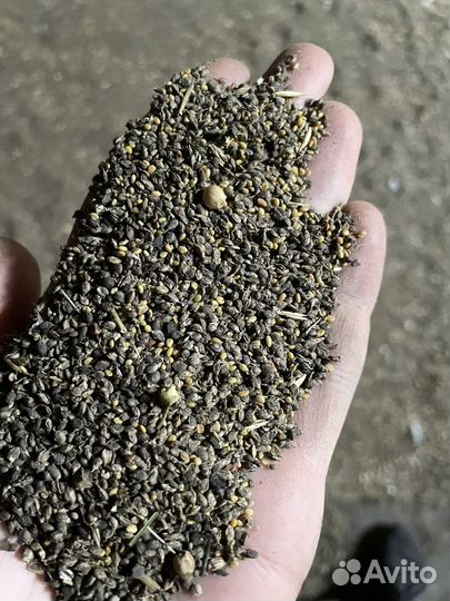 Донник белый