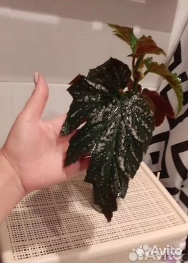 Бегония тростниковая (осеннее предложение)