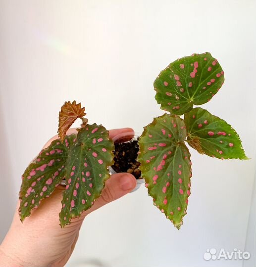 Кейн бегонии 3 часть